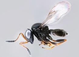 Contro la cimice asiatica liberata la vespa samurai