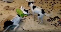 Cani denutriti rinchiusi in casa: escrementi e immondizie ovunque