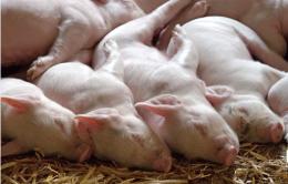 Dieci tonnellate di carne suina sequestrata: era contaminata da peste suina