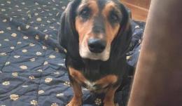 Viveva insieme al suo cane, ed è stato proprio lui a vegliare sul suo corpo per giorni interi