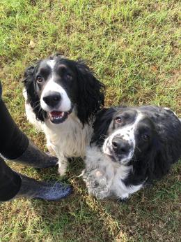 Dieci cuccioli in cerca di amore