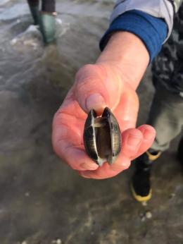 Moria di vongole, pesca in ginocchio. Analisi e sopralluoghi 