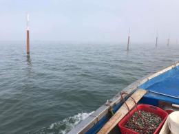 Le vongole continuano a morire, analisi e sopralluoghi per capire perché 