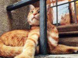 Oggi è la giornata internazionale di "sua maestà" il gatto