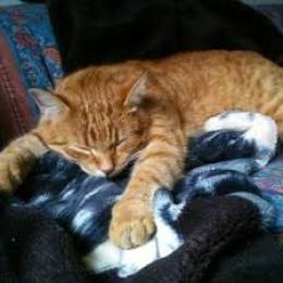 Oggi, giornata mondiale del gatto: e che festa sia....