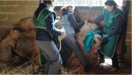 Il vecchio cammello curato a domicilio