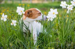 Ragazzino non raccoglie i bisogni del cane, passante gliele spalma in faccia