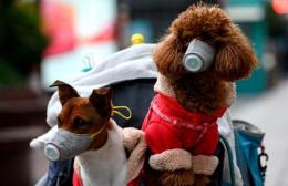 Coronavirus, l'Organizzazione mondiale della sanità: anche un cane trovato positivo al test