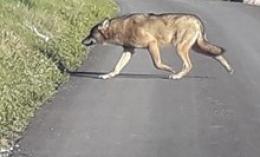 Meno persone in giro, più animali si prendono pezzi di territorio