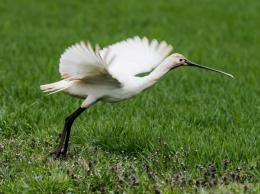 La cultura della biodiversità entra nelle scuole polesane