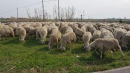 I pompieri salvano tre pecore finite nell'Adige