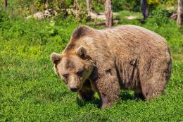Un orso bruno avvistato sulle Prealpi