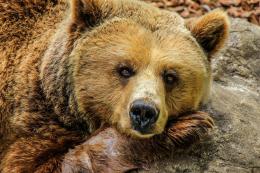 Cacciatori aggrediti da un orso, uno è ferito