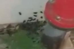 A pochi passi dall'ingresso della casa di riposo un esercito di scarafaggi