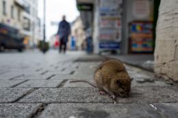 Un altro virus fa il "salto di specie" a Hong Kong: dai ratti all'uomo