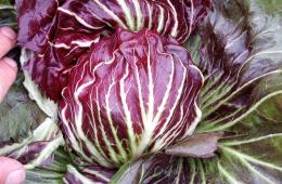 Il dramma dei produttori di radicchio: "Neanche l'apertura della ristorazione ormai ci può salvare"