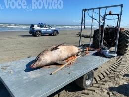 Carcasse di delfini a Barricata, recuperati dalla polizia