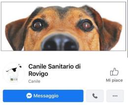 Ora il canile sanitario del Polesine è su Facebook