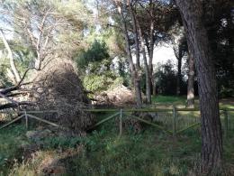 "Non c'è solo la lavanda. Sindaco, guarda in che condizioni è la pineta"