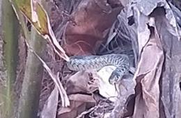 Serpente in giardino, panico a Villadose, arrivano i pompieri. "Grazie ai nostri eroi"