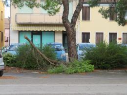 Notte da brividi: alberi a terra e grandine sulle colture. E' un disastro