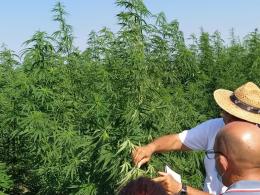 Continua la coltivazione sperimentale della canapa nei nostri campi. Con ottimi risultati