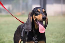 Dieci simpatici musetti in cerca di una famiglia