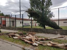 Il vento abbatte un albero nel parcheggio del Battaglini