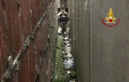 Sascia, il cagnolone rimasto incastrato tra due muri salvato dai pompieri