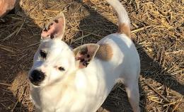 Dieci splendidi cuccioloni in cerca di amore 