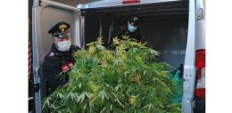Aveva trasformato l'appartamento in una serra per la marijuana
