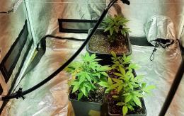49enne adibisce una stanza dell'appartamento all'essicazione di marijuana