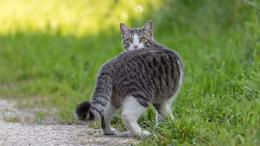 Gatti selvaggiamente rubati sulle strade. 