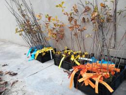 Consegnate le 100 piante ordinate dai cittadini con il progetto “Ridiamo il sorriso alla pianura padana”