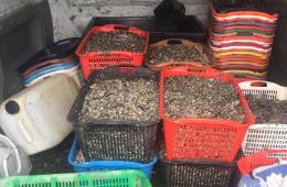 Scatta il blitz contro la pesca di frodo, presi in quattro con quintali di molluschi