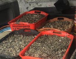 Pesca di frodo: quattro pescatori raccolgono due quintali di mollusco in maniera illegale