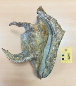 Scoperta in Veneto la più grande conchiglia fossile mai trovata