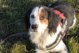Cuccioloni in cerca di amore. Vieni a conoscerli