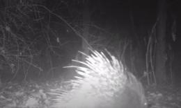 Un tasso e un istrice protagonisti tra le dune fossili di Rosada