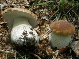 Al via i corsi di micologia e botanica 