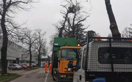 Un intervento di potatura per la sicurezza delle strade e la cura degli alberi