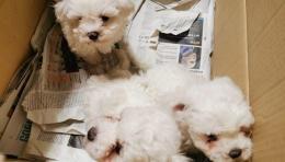 6 cuccioli di pastore maltese provenienti dall’Europa dell’Est , rinchiusi dentro ad uno scatolone all’interno di un furgone 