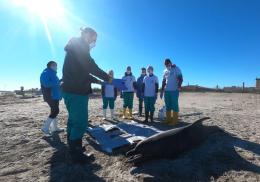 Ingoia una rete da pesca, delfino si spiaggia e muore