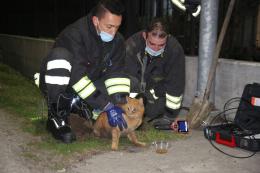 I pompieri salvano un gattino bloccato in un tubo di scolo