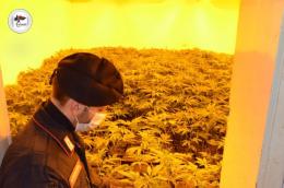 Criminali cinesi coltivano qui la droga 