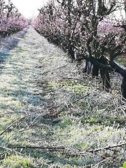 Gelata di primavera, arrivano i fondi