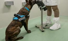 Ecco i tre cani addestrati per riconoscere l'odore del Covid
