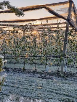 Notte di gelo: il ghiaccio copre fiori, foglie e germogli 