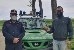 Il Pitone Reale è stato recuperato