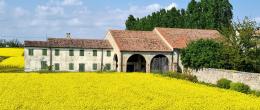 I campi colorati di giallo sembrano dei quadri